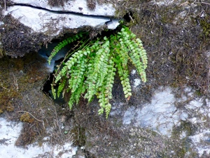 0045 (0-fa) Grünstieliger Streifenfarn